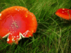 Metal shows its steel against fungal infections