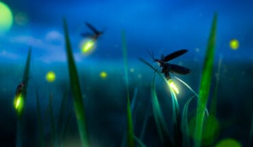 Firefly's glow