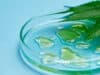 Medicinal cannabis study for children in palliative care