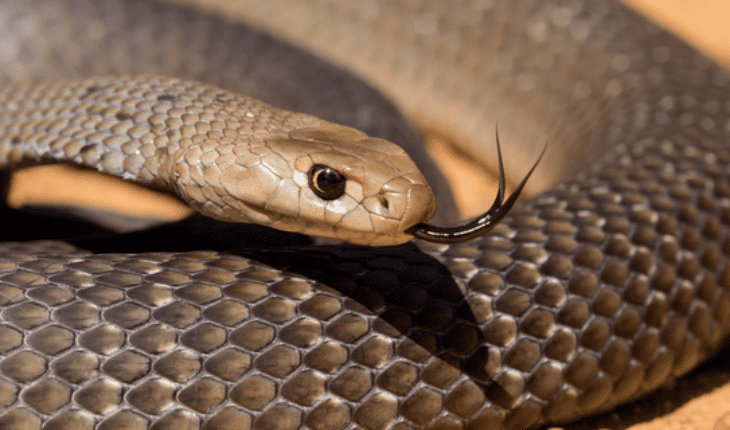 venomous bites and stings