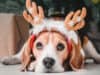 How to have a pet-friendly Christmas