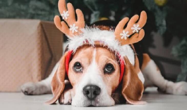as pet-friendly