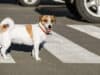 Road Traffic Accident – How to help your pet