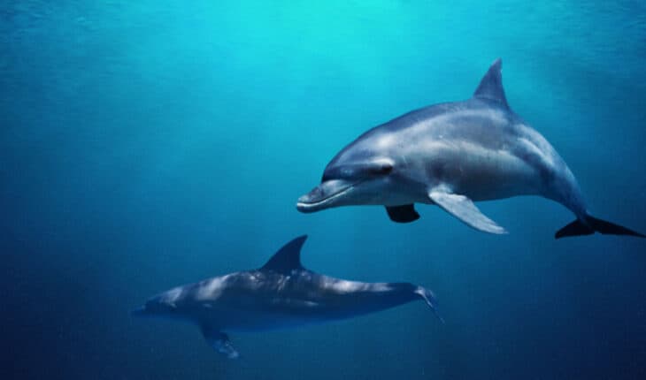 stranded dolphins