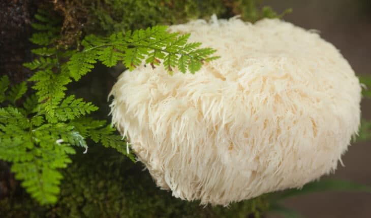 mushrooms magnify