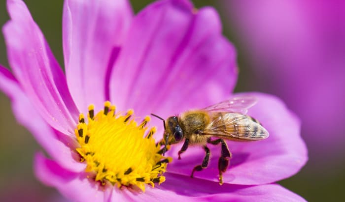 pollen