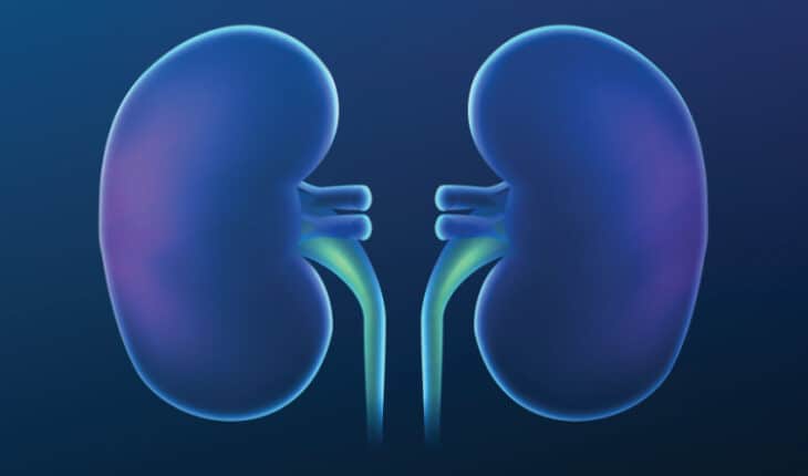 kidney