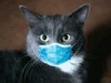 Cats & Covid