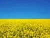 Topic: Simple steps to get ahead this hay fever season