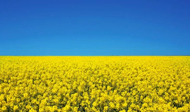 hay fever season