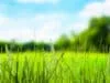 The worst hay fever is coming!