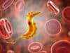 Parasites: Potent new compound discovery has breakthrough potential for certain diseases