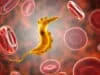Parasites: Potent new compound discovery has breakthrough potential for certain diseases