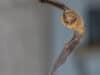Monitoring British bats can help identify coronaviruses