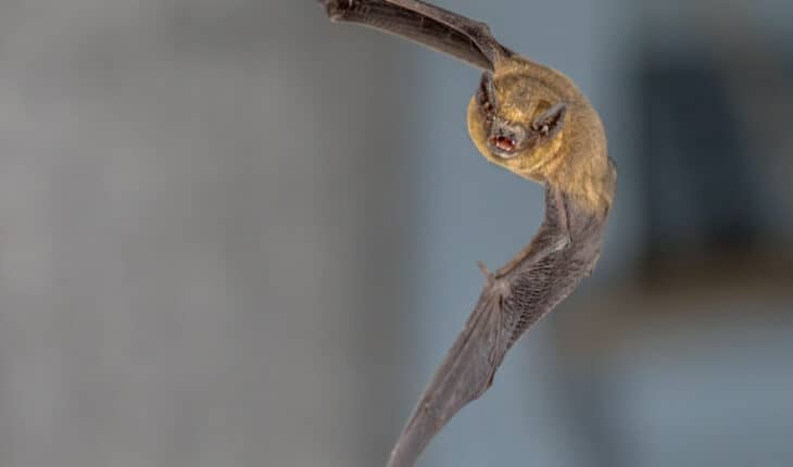 bats