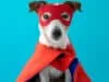 Brits crave ’emotional sup-paw-t’!
