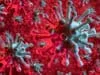 Covid-19 vaccine that can cope with mutated viruses