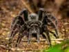 Spider venom for MND research receives funding