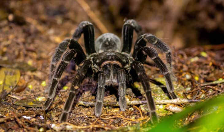spider venom