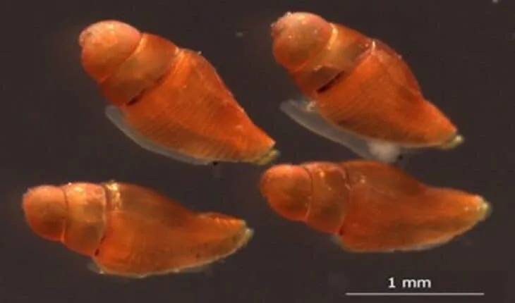 cone snails