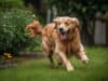 Creating a pet safe garden