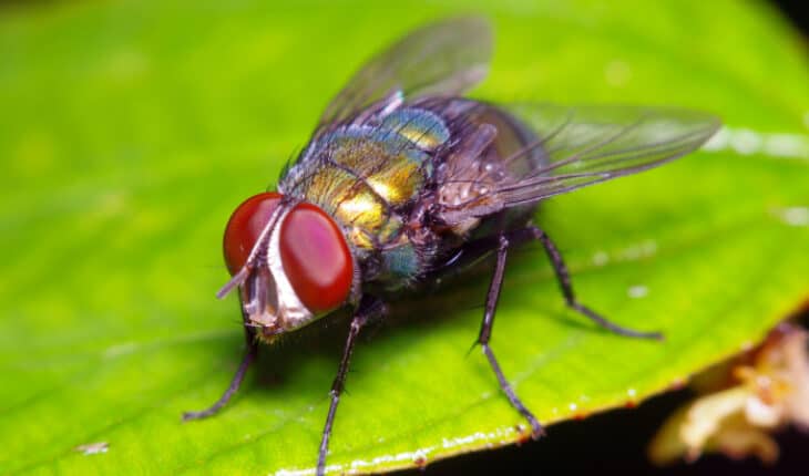 flies