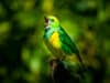 Do sounds of nature improve wellbeing of care home residents