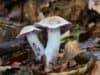 Medicine extracted from poisonous mushrooms tested against kidney cancer