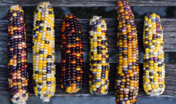 Genetic Variation