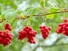 Natural compound promising new alternative treatment for colon cancer