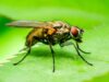 Two genes of the germline are essential for the development of brain tumours in Drosophila