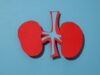 Kidney transplantation: New therapy proven effective