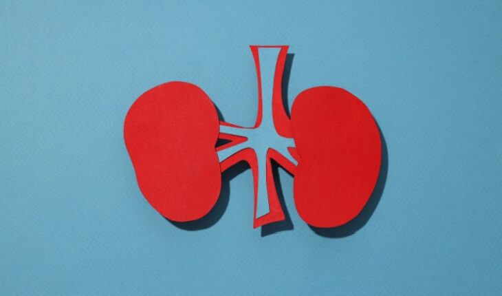 kidney