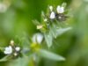 Ahiﬂower® Oil For Joint Health