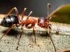 Plugging into pain: ant toxin causes electrical sting
