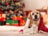 How to Have a Pet-Friendly Christmas