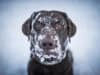 Essential Winter Weather Tips for You and Your Pets!