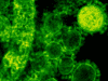 New Tool Can Detect Fast-Spreading SARS-CoV-2 Variants Early