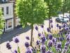 Climate change causes longer pollen seasons in capital cities