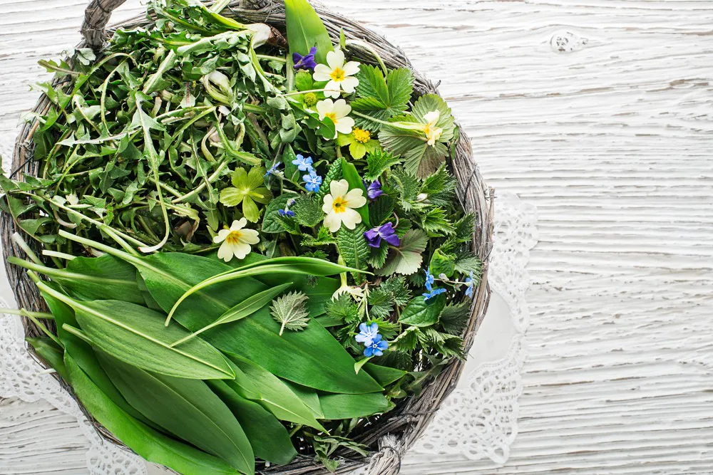 The Spring Nutrition MOT