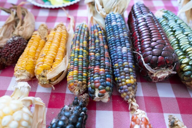 Indigenous knowledge helps improve nutrition