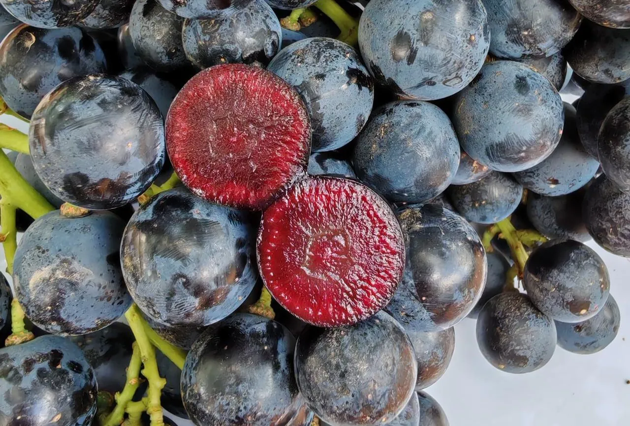 Potential heart health benefits of red berry grapes