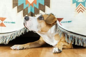 Keeping your pets stress free around fireworks pet