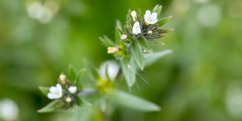 Ahiflower® Oil For Joint Health Ahiflower®