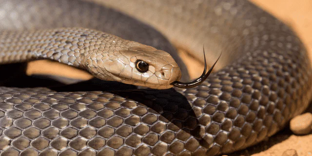 Venomous Bites and Stings Day a timely reminder venomous bites and stings