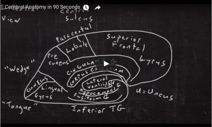 Cerebral anatomy in 90 seconds