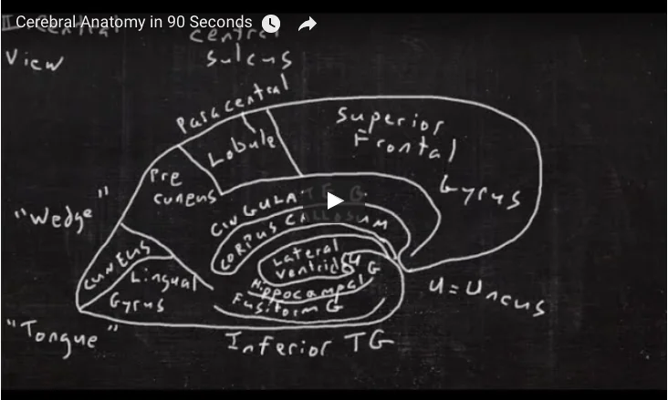 Cerebral anatomy in 90 seconds