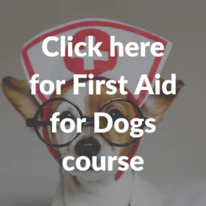 First aid for dogs