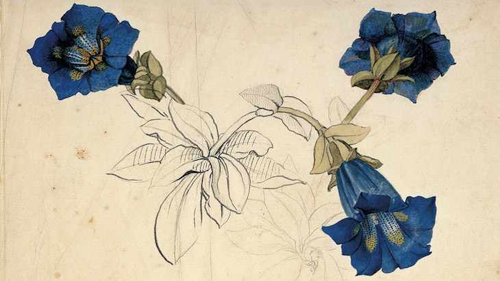 Flora: An Artistic Voyage through the World of Plants