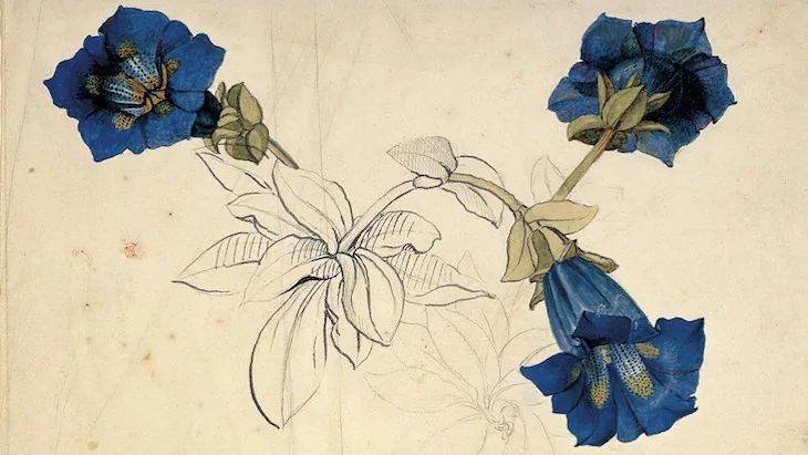 Flora: An Artistic Voyage through the World of Plants flora